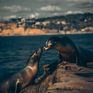 国产日产成人免费视频在线观看
